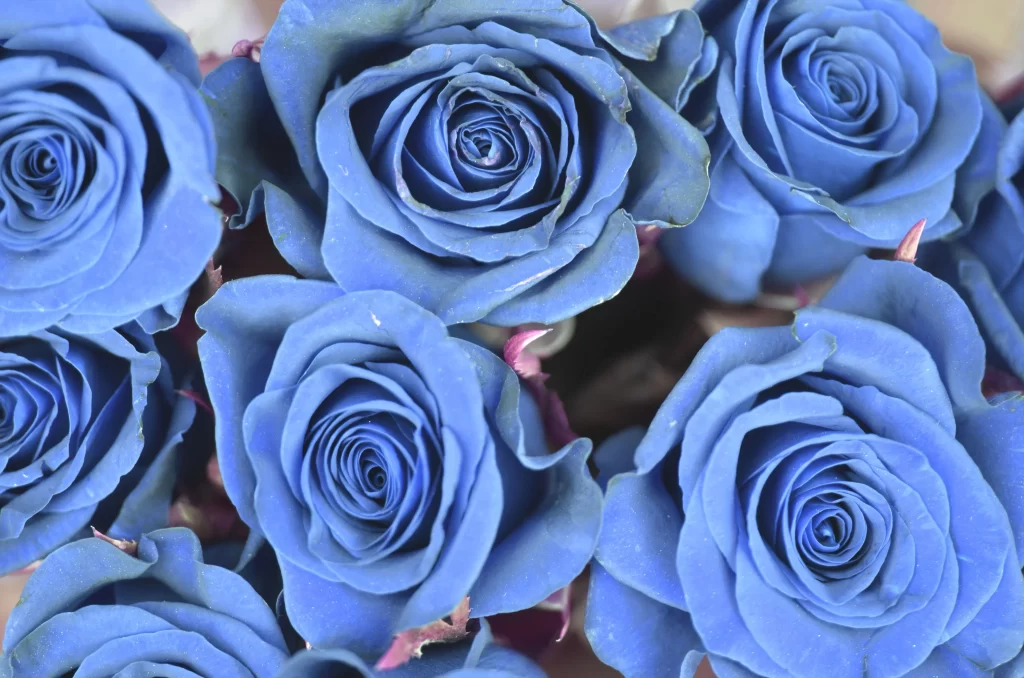 Blue Rose Petals Colorful Blooms