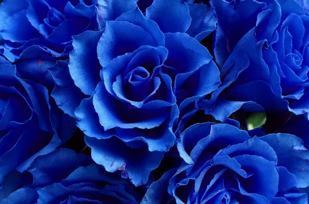 Blue Rose Petals Deep Blue Color