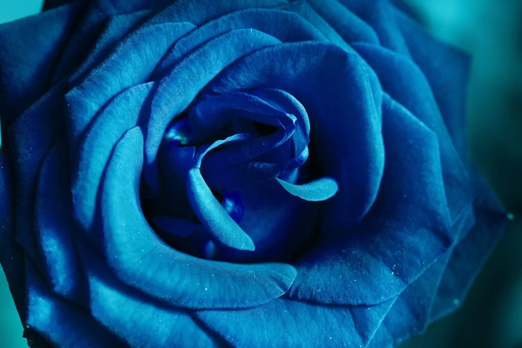 Blue Rose Petals Deep Color Close Up