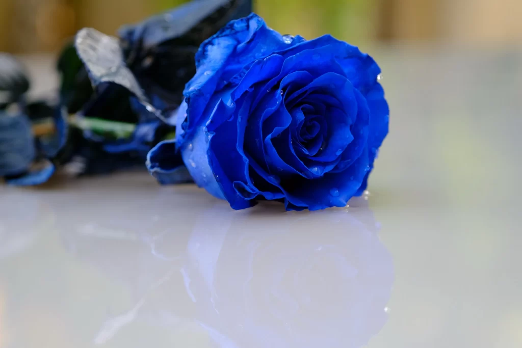 Blue Rose Petals Dewdrops White Surface