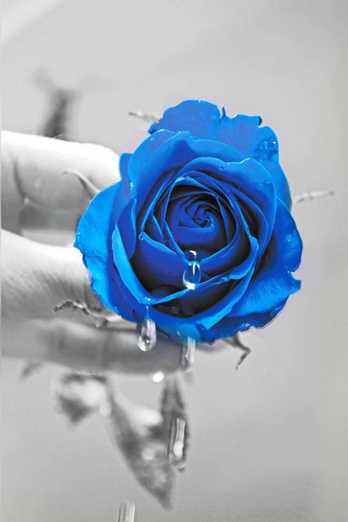 Blue Rose Petals Dewdrops Hand