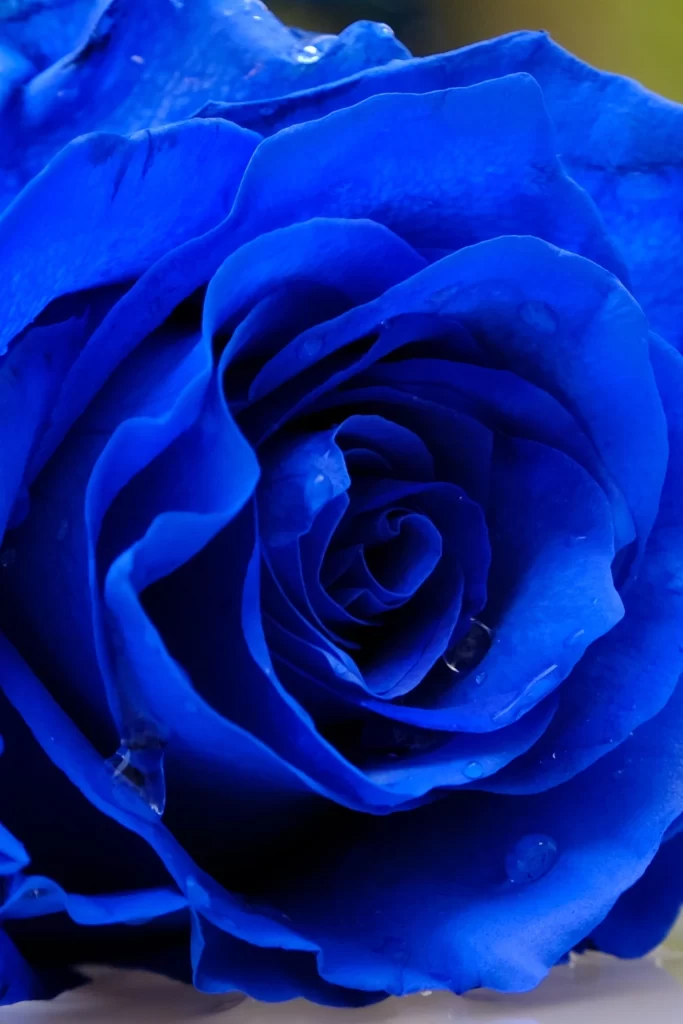 Blue Rose Petals Dewdrops