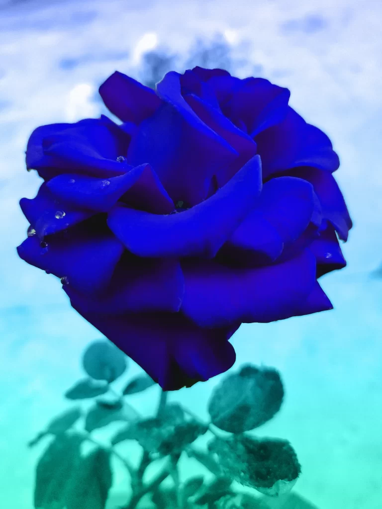 Blue Rose Petals Dewdrops Green Leaves