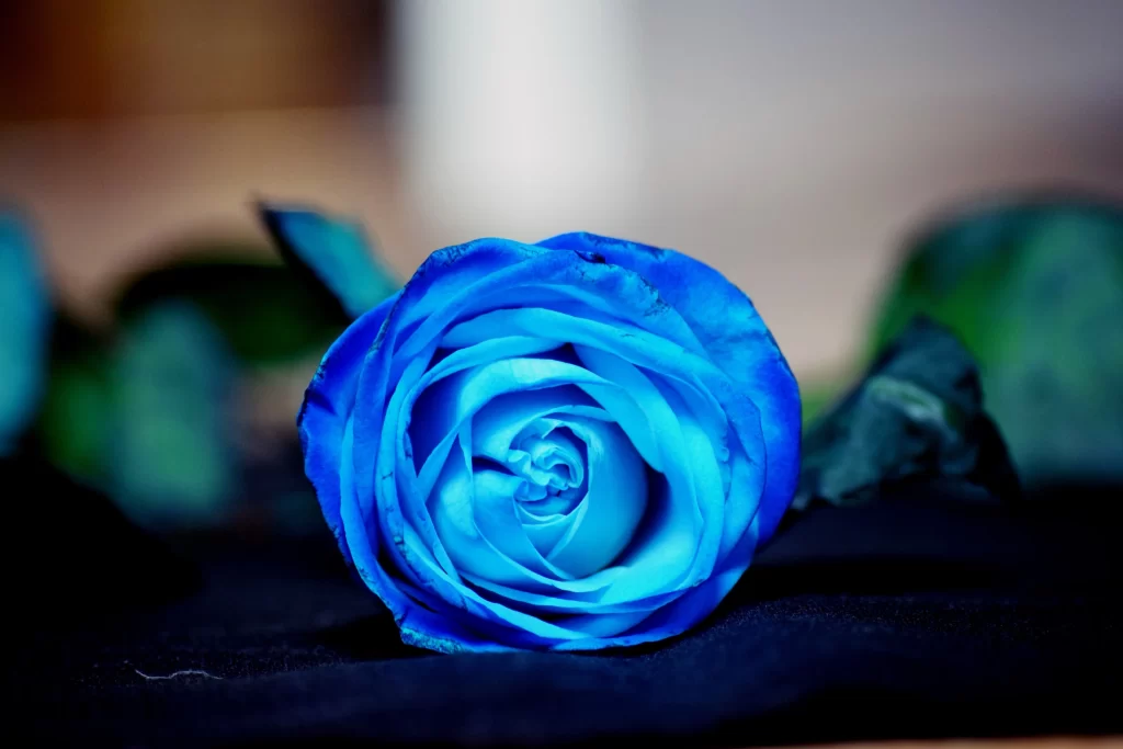 Blue Rose Petals Green Leaves Dark Background