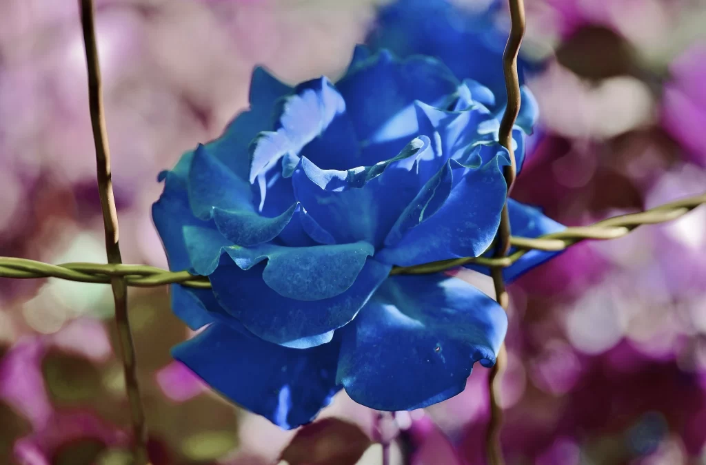 Blue Rose Petals Purple Background