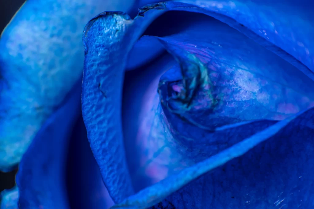 Blue Rose Petals Violet Center