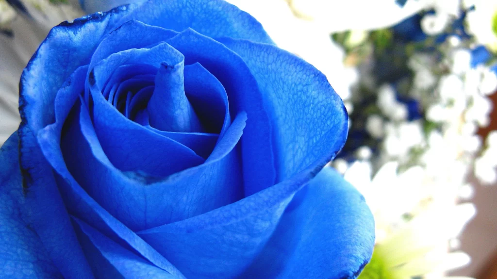 Blue Rose Petals White Flowers