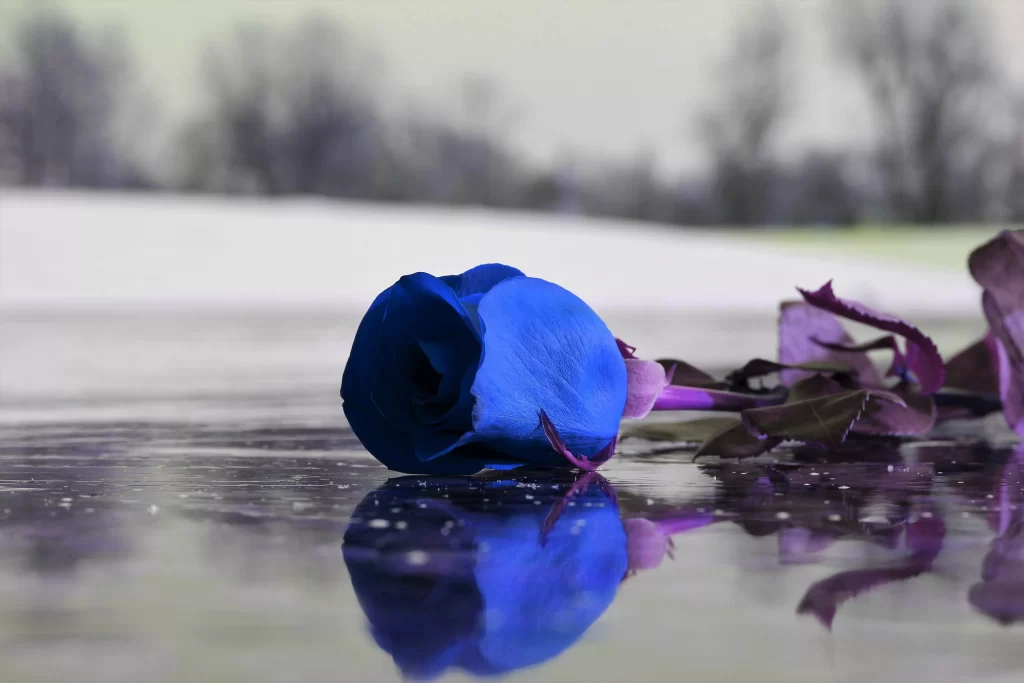 Blue Rose Purple Leaves Ice Surface