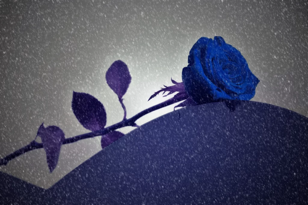 Blue Rose Purple Leaves Snowy Scene