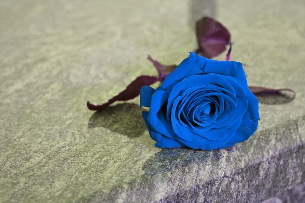 Blue Rose Purple Leaves Stone Surface
