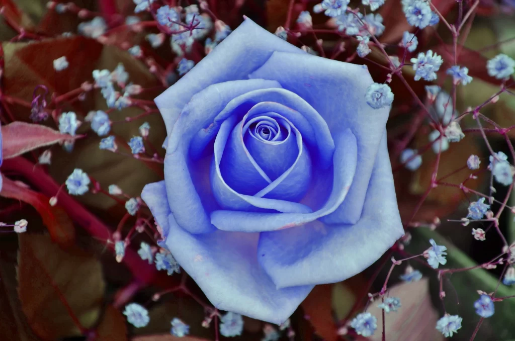 Blue Rose Purple Leaves White Flowers