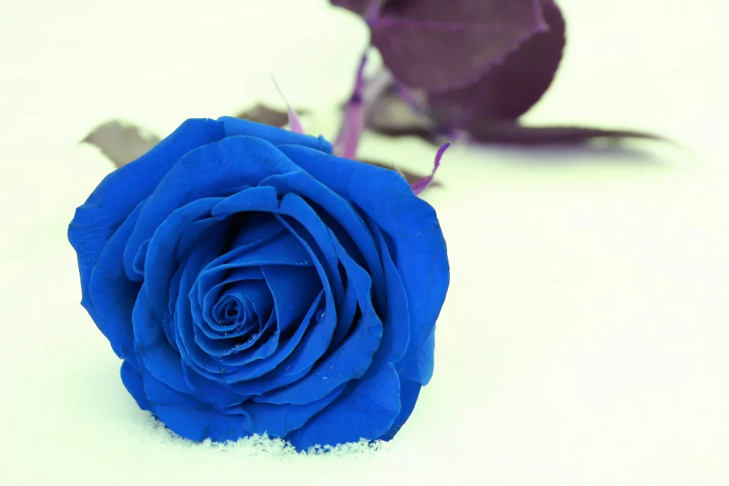 Blue Rose Purple Leaves White Snow