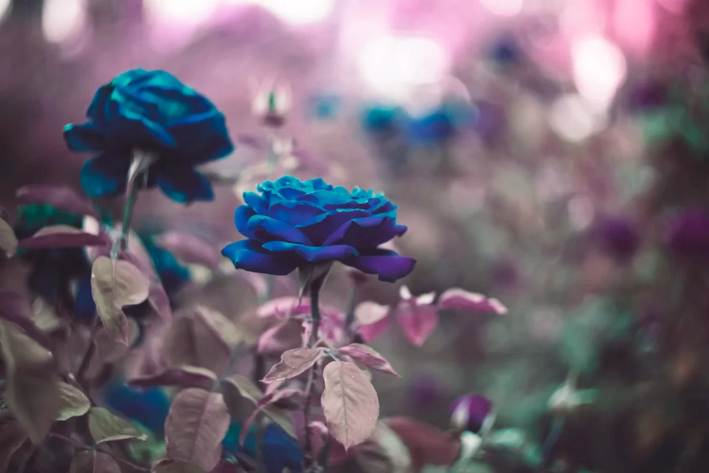 Blue Rose Purple Petal Garden Bloom