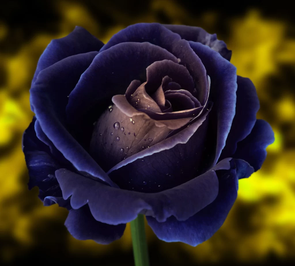 Blue Rose Purple Petals Dew Drops Yellow Background