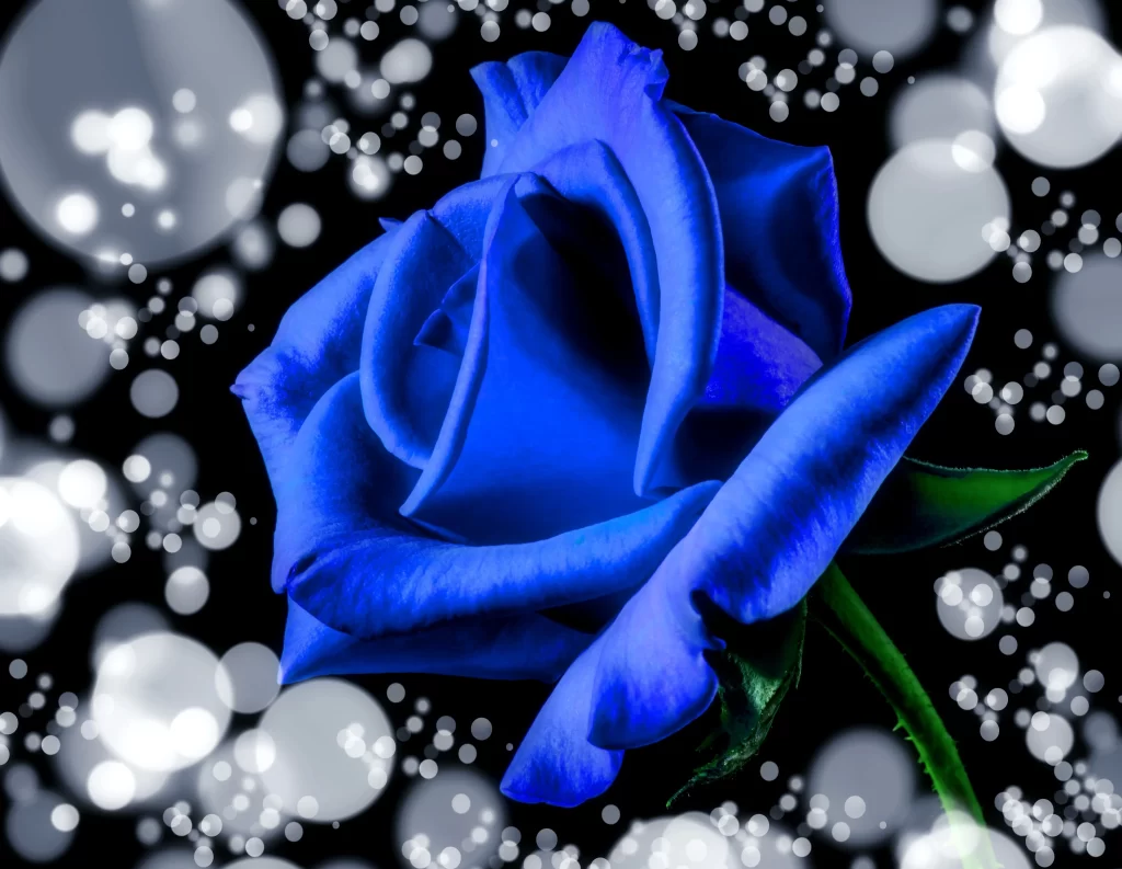 Blue Rose Purple Petals Green Stem Black Background