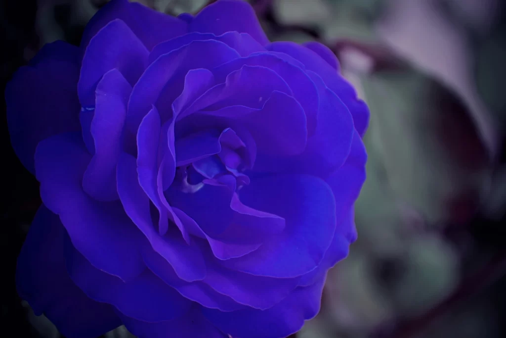 Blue Rose Purple Petals Green Leaves