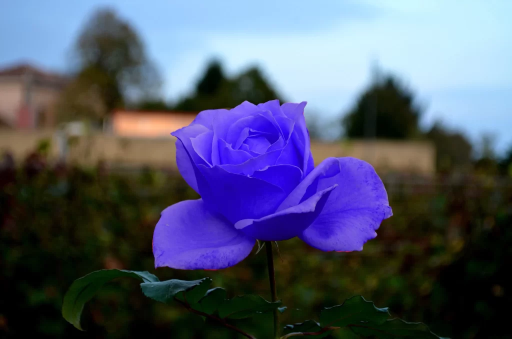 Blue Rose Purple Petals Green Leaves Garden