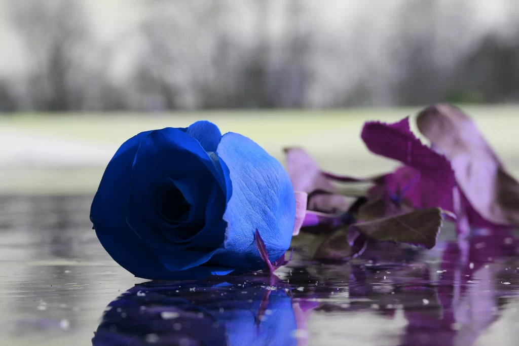 Blue Rose Purple Petals Reflective Surface