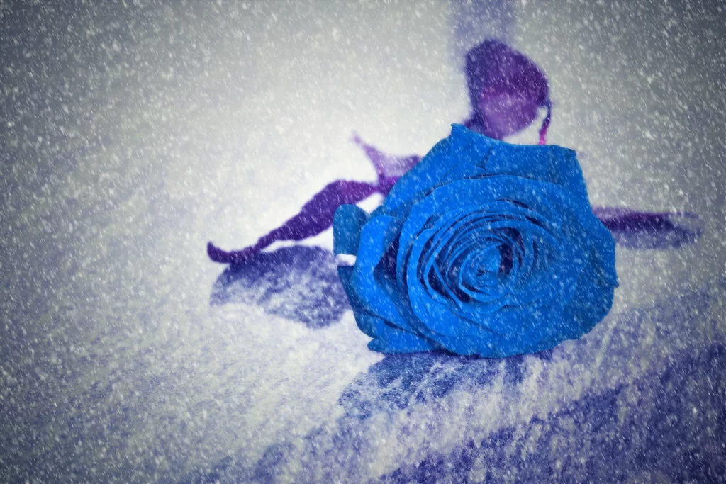 Blue Rose Purple Petals Snowy Surface