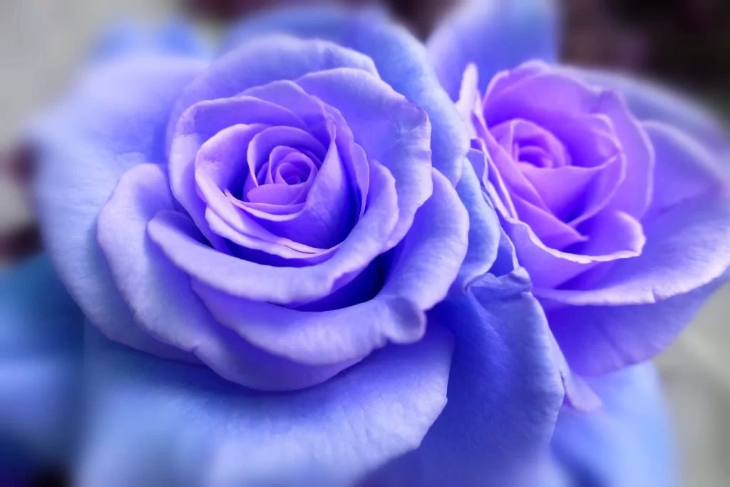 Blue Rose Violet Petal Soft Focus