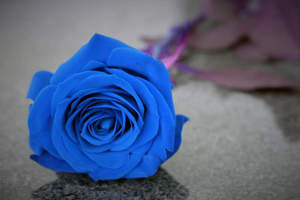 Blue Rose Violet Stem Grey Surface
