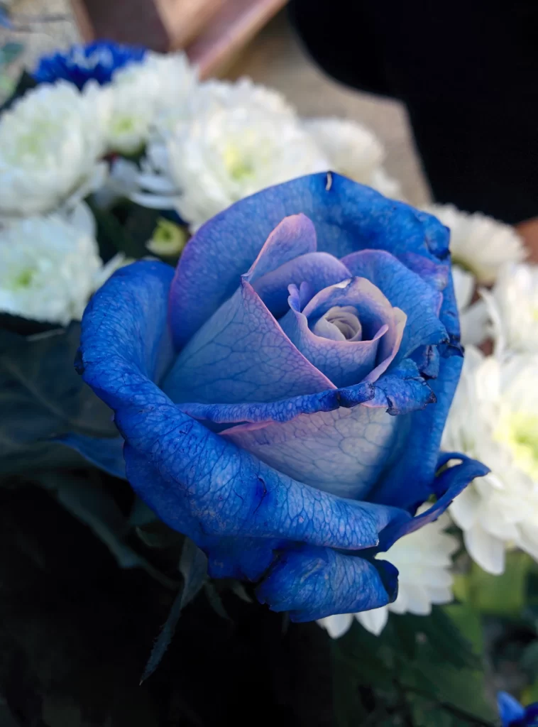 Blue Rose White Flowers Green Leaves