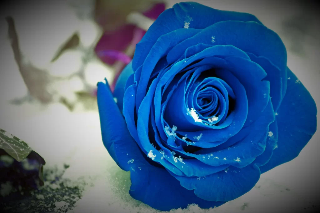 Blue Rose White Snow