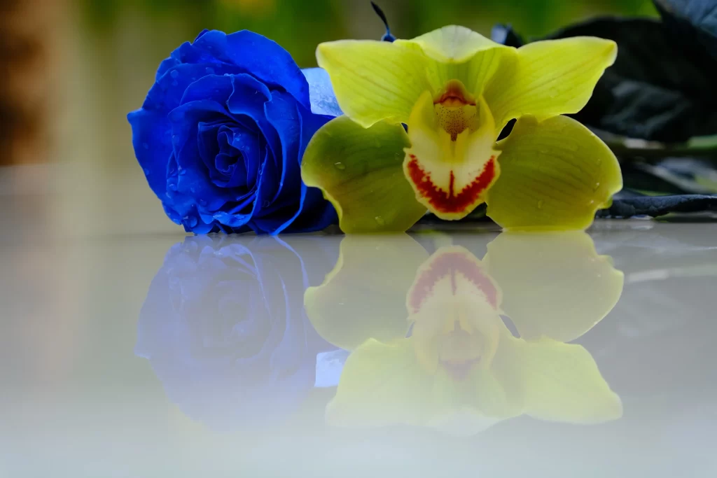 Blue Rose Yellow Orchid Reflection Surface
