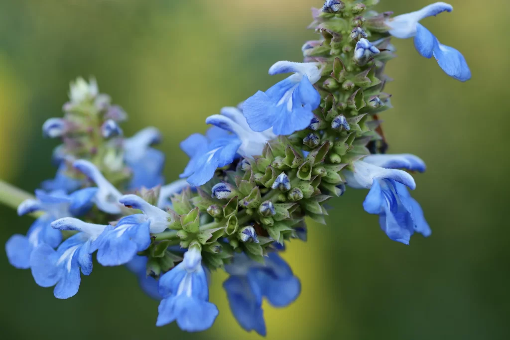 Blue Salvia Flower Close Up Garden Blooming
