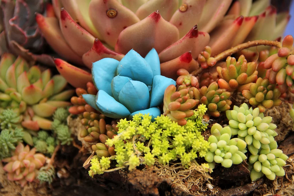 Blue Succulent Thick Leaves Close Up Macro
