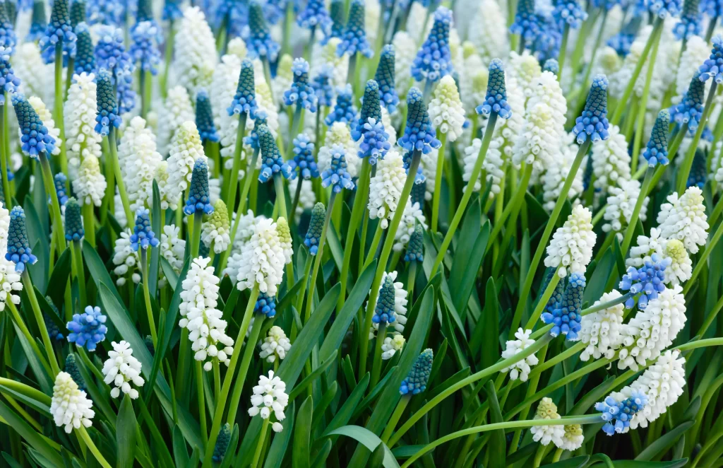 Blue White Hyacinth Cluster Petals Green