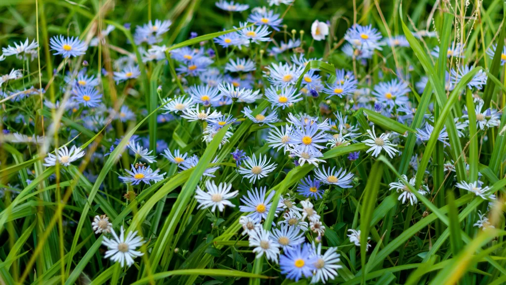 Blue White Yellow Petals Blooming Field