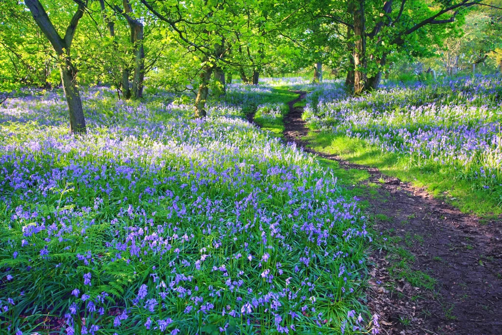 Bluebell Blooming Purple Dense Forest Path
