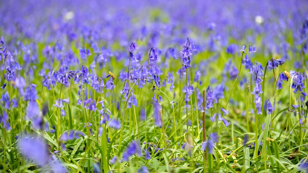 Bluebell Blooming Purple Petals Dense Field