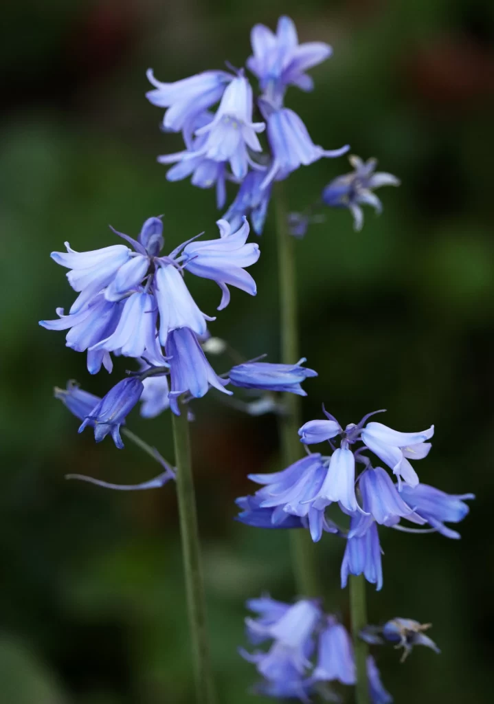 Bluebell Blooms Purple Petals Garden