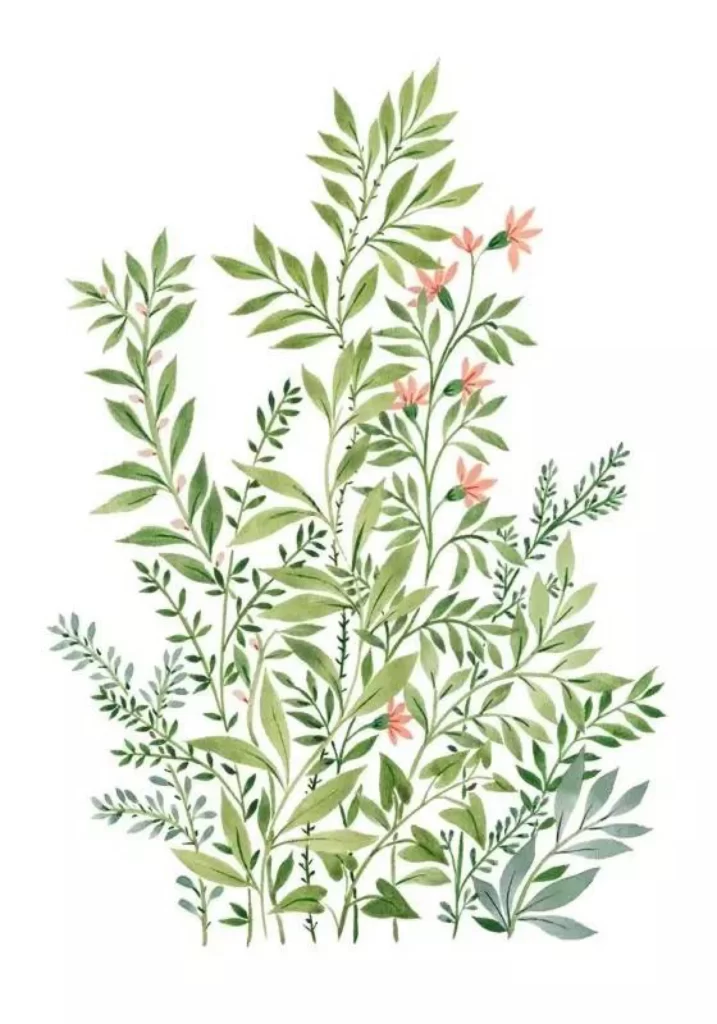 Botanical Illustration Greenery Pink Flowers