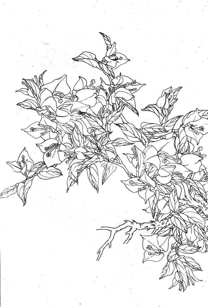 Bougainvillea Chinese Line Drawing Botanical Art