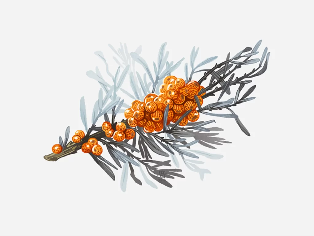 Branch Berries Leaves Nature