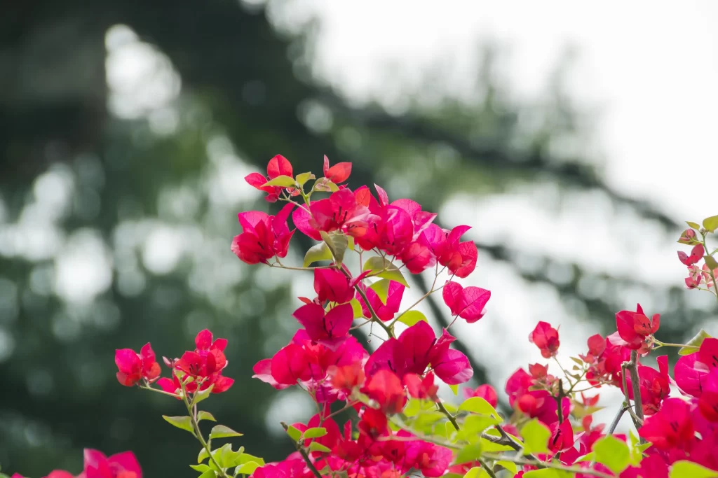 Bright Pink Bougainvillea Petals Dense Foliage