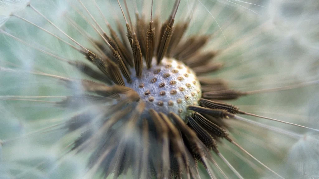Brown White Dandelion Seed Head Delicate Feathers