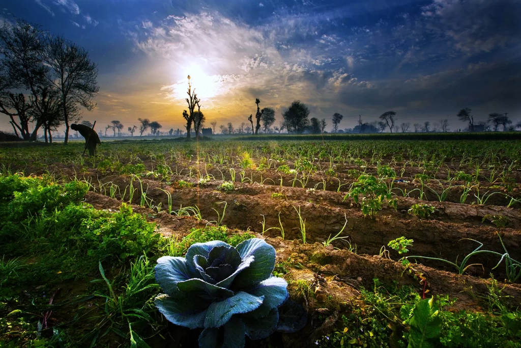 Cabbage Green Brown Blue Sky Sunlight Field