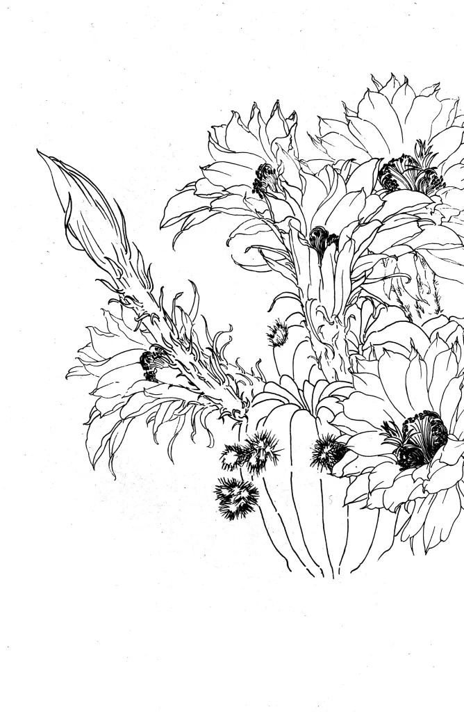 Cactus Ball Chinese Line Drawing Botanical Art