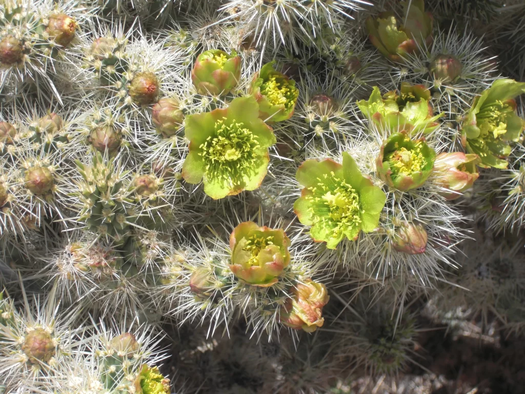 Cactus Blooming Green Yellow Spikes