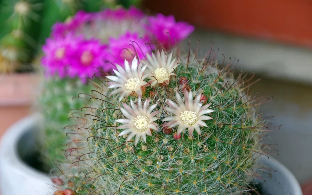 Cactus Blooming Pink White Green Spikes