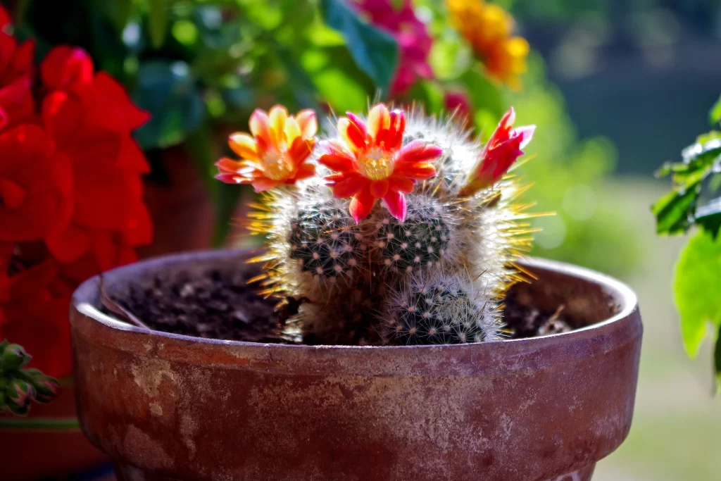 Cactus Blooming Red Orange Spikes