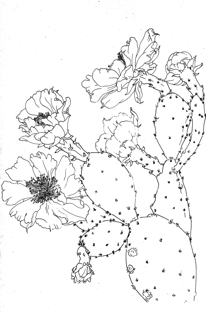 Cactus Chinese Line Drawing Botanical Art