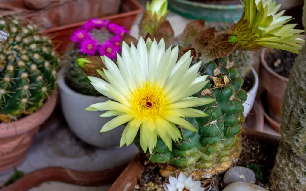 Cactus Flower Yellow Green Blooming Close Up Macro