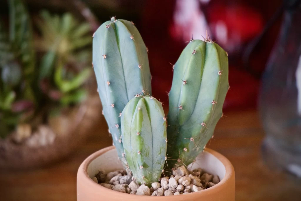 Cactus Green Blue Spikes Fleshy Leaves Pot