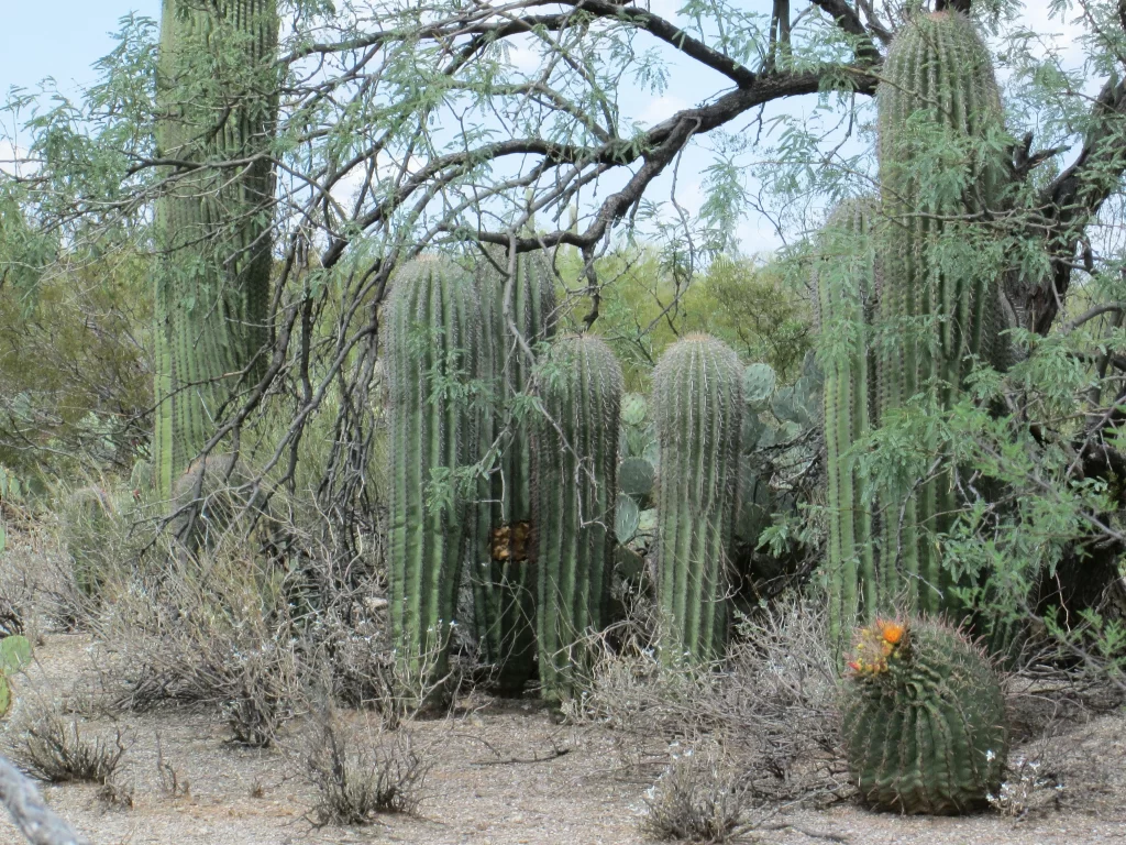 Cactus Green Brown Desert Blooming Yellow Flower