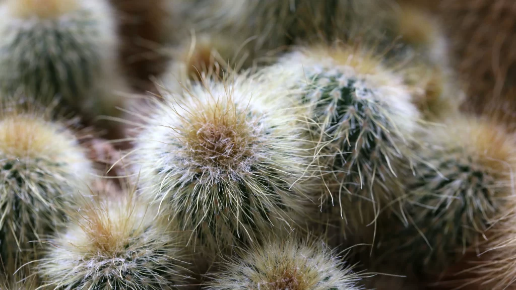 Cactus Green Brown Spikes Desert